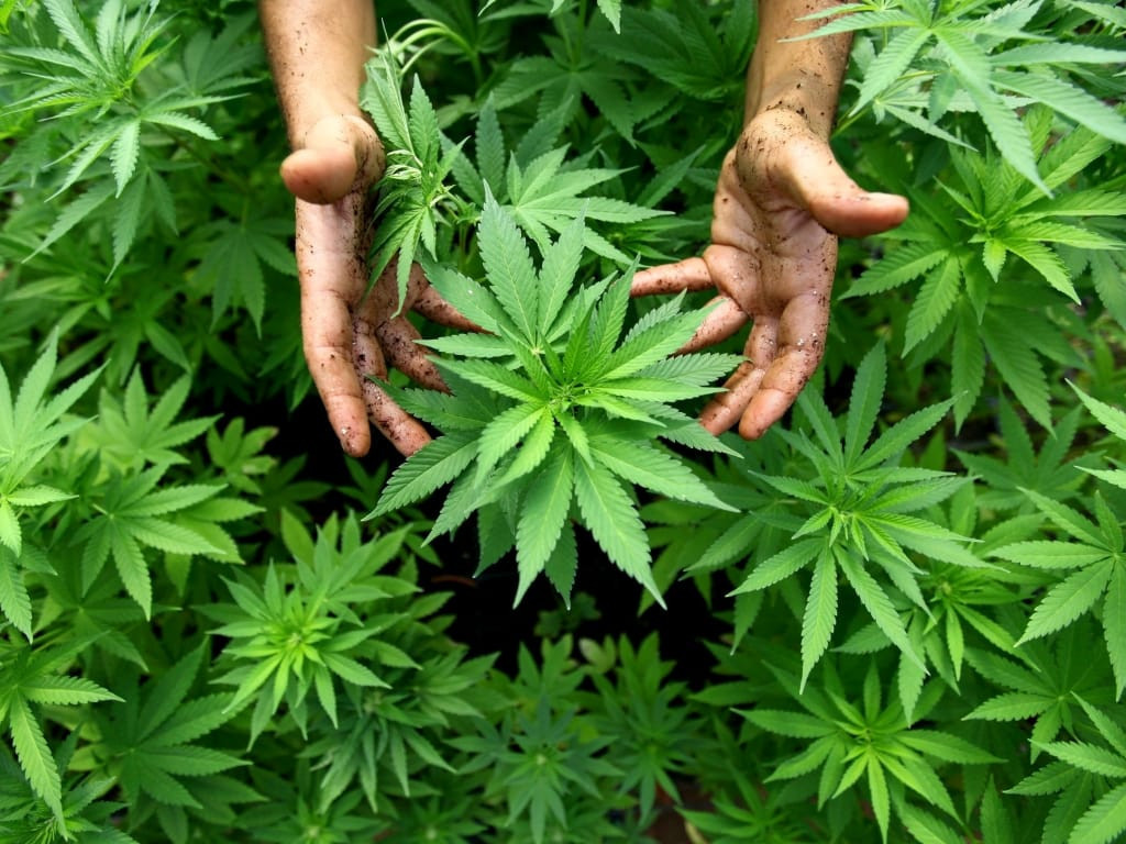 Cannabis and sexuality