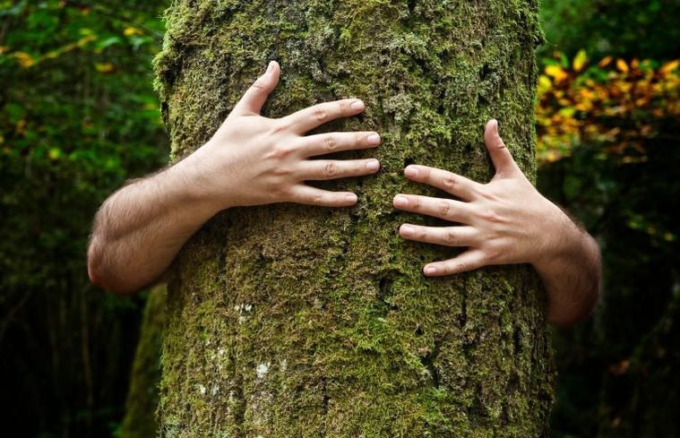 Dendrophilia